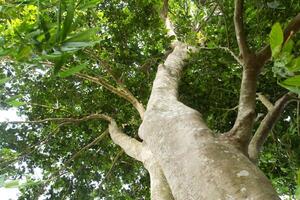 Sandoricum koetjape or Harp tree, low angel from the Harp tree which has a large trunk and lush green leaves photo