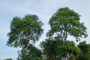 Sandoricum koetjape or Harp tree, low angel from the Harp tree which has a large trunk and lush green leaves photo