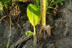 Banana tree saplings or shoots from banana plants that live around the parent plant photo