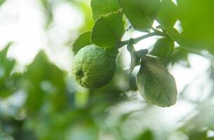 Green kaffir lime fruit that is still on the tree and shines with beautiful morning sunlight photo
