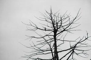 Dead trees with trunks and branches lacking foliage photo