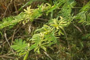 Prosopis Cineraria or petai thorn, a plant that resembles a petai tree but has sharp thorns photo