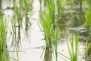 Rice fields planted with young rice that is ready to grow big photo