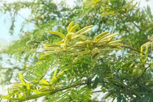 Prosopis Cineraria or petai thorn, a plant that resembles a petai tree but has sharp thorns photo