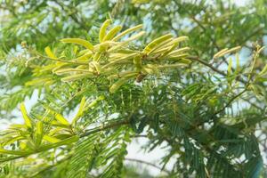 Prosopis Cineraria or petai thorn, a plant that resembles a petai tree but has sharp thorns photo