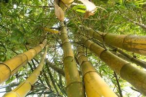 Yellow Bamboo plants that grow abundantly in the lowlands of Indonesia photo