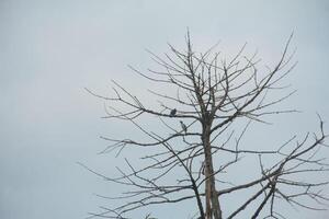 Dead trees with trunks and branches lacking foliage photo