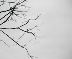 Dead trees with trunks and branches lacking foliage photo