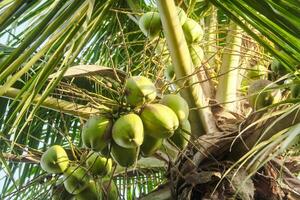 Fresh green coconuts that are still on the coconut tree and ready to be harvested to make fresh drinks photo