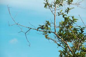 A tree standing in a tropical rainforest and with a blue sky in the background photo