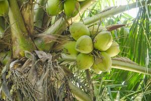 Fresh green coconuts that are still on the coconut tree and ready to be harvested to make fresh drinks photo