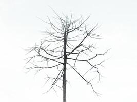 Dead trees with trunks and branches lacking foliage photo