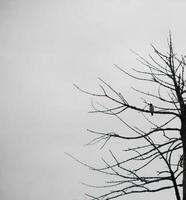 Dead trees with trunks and branches lacking foliage photo