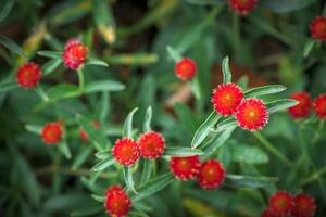 Globe Amaranth or Bachelor Button flower blooming in garden, flower background photo