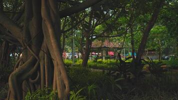 Serene park with large tree roots and gazebo video