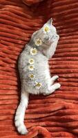Scottish kitten resting on an orange blanket on bed decorated with fresh daisies on its back,concept of cozy,well-fed life for pet, High quality photo