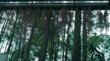 Tranquil forest scene with hanging aerial roots and lush green pine trees in the background video