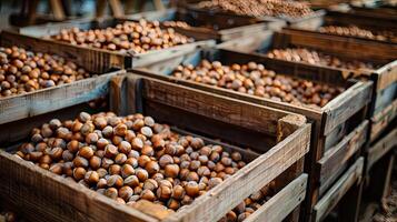 Crate with Hazelnuts photo