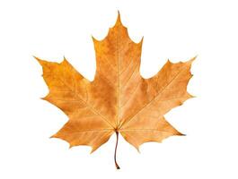 Autumn Maple Leaf, Isolated on White photo