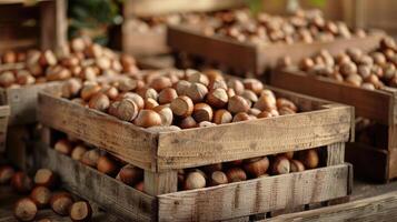 Crates with Hazelnuts photo