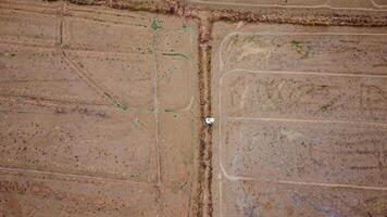 Aerial view of a tractor plowing the field in the morning. Agriculture tractor in cultivated field, sowing seeds video