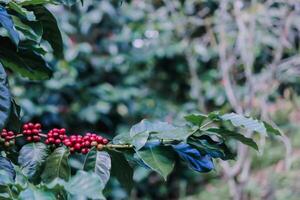 The coffee trees at the research center are producing a large amount of coffee beans after research into coffee beans that are suitable for the climate and can be grown to produce excellent yields. photo