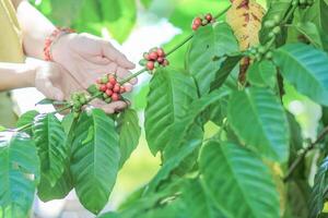 The coffee trees at the research center are producing a large amount of coffee beans after research into coffee beans that are suitable for the climate and can be grown to produce excellent yields. photo