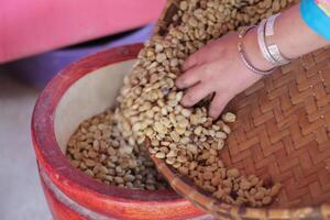 Farmers separate out imperfect coffee beans after drying them sun reduce humidity so that only perfect coffee beans remain and take them roasting process export coffee beans that meet export standards photo
