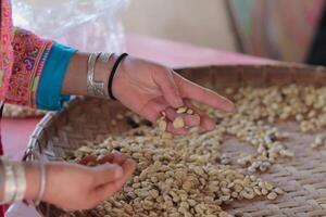 Farmers separate out imperfect coffee beans after drying them sun reduce humidity so that only perfect coffee beans remain and take them roasting process export coffee beans that meet export standards photo