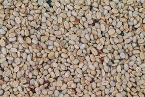 Farmers harvest coffee beans and dry them in the sun to reduce moisture in the coffee beans and wait for sorting to enter the coffee roasting process to meet the required standards before exporting. photo