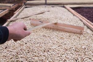 Farmers harvest coffee beans and dry them in the sun to reduce moisture in the coffee beans and wait for sorting to enter the coffee roasting process to meet the required standards before exporting. photo