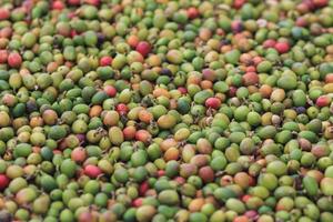 Farmers harvest coffee beans and dry them in the sun to reduce moisture in the coffee beans and wait for sorting to enter the coffee roasting process to meet the required standards before exporting. photo