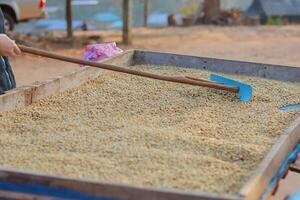 Farmers harvest coffee beans and dry them in the sun to reduce moisture in the coffee beans and wait for sorting to enter the coffee roasting process to meet the required standards before exporting. photo