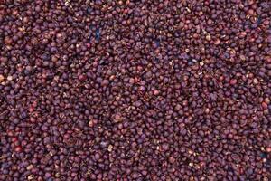 Farmers harvest coffee beans and dry them in the sun to reduce moisture in the coffee beans and wait for sorting to enter the coffee roasting process to meet the required standards before exporting. photo