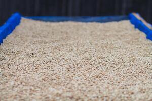 Farmers harvest coffee beans and dry them in the sun to reduce moisture in the coffee beans and wait for sorting to enter the coffee roasting process to meet the required standards before exporting. photo