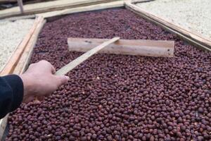 Farmers harvest coffee beans and dry them in the sun to reduce moisture in the coffee beans and wait for sorting to enter the coffee roasting process to meet the required standards before exporting. photo