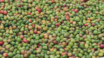 Farmers harvest coffee beans and dry them in the sun to reduce moisture in the coffee beans and wait for sorting to enter the coffee roasting process to meet the required standards before exporting. photo