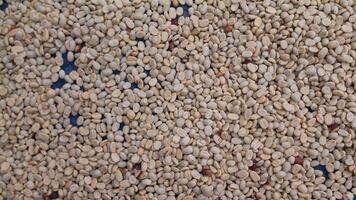 Farmers harvest coffee beans and dry them in the sun to reduce moisture in the coffee beans and wait for sorting to enter the coffee roasting process to meet the required standards before exporting. photo
