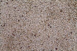 Farmers harvest coffee beans and dry them in the sun to reduce moisture in the coffee beans and wait for sorting to enter the coffee roasting process to meet the required standards before exporting. photo