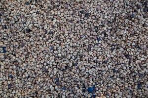 Farmers harvest coffee beans and dry them in the sun to reduce moisture in the coffee beans and wait for sorting to enter the coffee roasting process to meet the required standards before exporting. photo