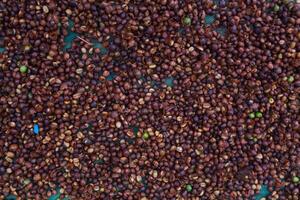Farmers harvest coffee beans and dry them in the sun to reduce moisture in the coffee beans and wait for sorting to enter the coffee roasting process to meet the required standards before exporting. photo