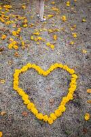 The bright yellow flowers in the background are arranged in a heart shape on the grass and the heart shape means I love you and is also a symbol of love and friendship for one another. Copy Space photo