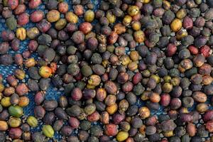 Farmers harvest coffee beans and dry them in the sun to reduce moisture in the coffee beans and wait for sorting to enter the coffee roasting process to meet the required standards before exporting. photo