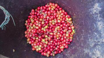 Cherry Coffee beans harvested into containers are hand-picked before being dried and ready for the next step in the roasting process. Background of Cherry Coffee beans being harvested into containers. photo