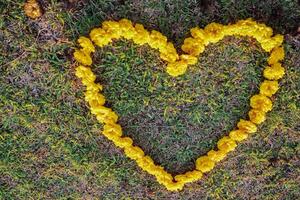 The bright yellow flowers in the background are arranged in a heart shape on the grass and the heart shape means I love you and is also a symbol of love and friendship for one another. Copy Space photo