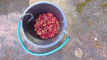 Cherry Coffee beans harvested into containers are hand-picked before being dried and ready for the next step in the roasting process. Background of Cherry Coffee beans being harvested into containers. photo