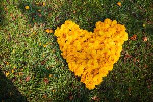 The bright yellow flowers in the background are arranged in a heart shape on the grass and the heart shape means I love you and is also a symbol of love and friendship for one another. Copy Space photo