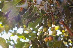 Fruiting macadamia trees are encouraged be cultivated in order supply large quantities markets that demand large quantities macadamias. Background of macadamia trees bearing fruit and with Copy Space photo
