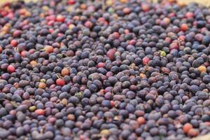 Farmers harvest coffee beans and dry them in the sun to reduce moisture in the coffee beans and wait for sorting to enter the coffee roasting process to meet the required standards before exporting. photo