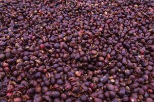 Farmers harvest coffee beans and dry them in the sun to reduce moisture in the coffee beans and wait for sorting to enter the coffee roasting process to meet the required standards before exporting. photo